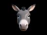 Burro