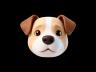Cachorro