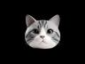 Gato